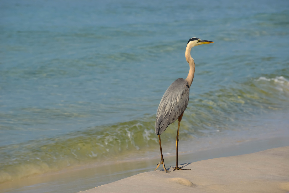 Santa Rosa Beach in South Walton County